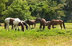 Little Creek Horse Farm