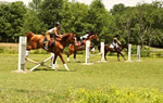 Little Creek Horse Farm